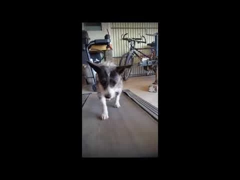 Pitbull/Chihuahua Mix Trying The Treadmill